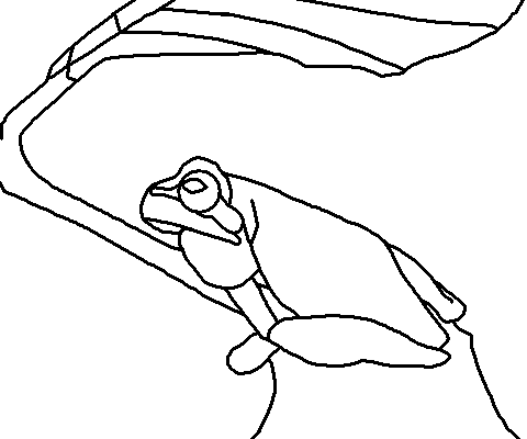 Pine Barrens Tree Frog Coloring Page